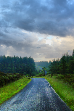 tulipnight:  Storm Chase. by Tall Guy on