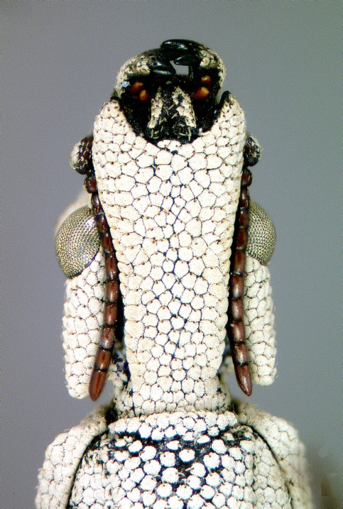 bowelflies:Tetraphalerus bruchi (Coleoptera: Ommatidae)