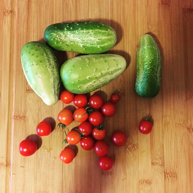 Garden haul from last night. That’s what happens to cucumbers when you leave town for a few days and get lots of rain. #urbangarden #Chicago