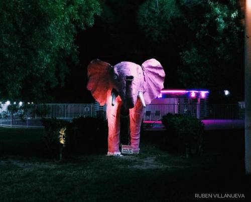 Pink elephant #outdoorlife #photography #photographer #photogram #photographyislife #nightphotograph