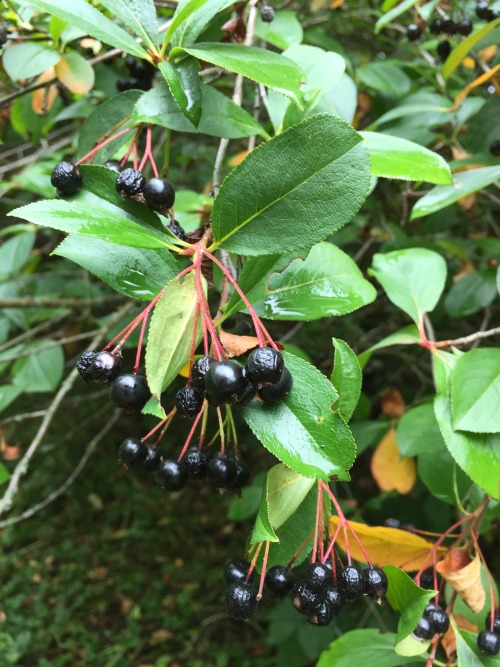 5-and-a-half-acres: Aronia melanocarpa.