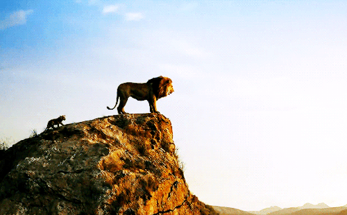 damstevens:The Lion King (2019) dir Jon Favreau.
