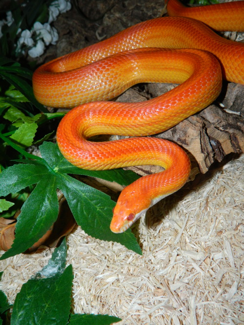 madfroggirl:  Jaffa the corn snake!