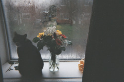 leahpicariello:  Flowers off my boyfriend, chubby kitty ruben and a very frosty window. 