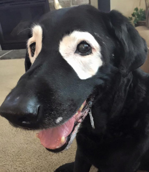 lab’s awesome maskThis is Rowdy, a 13-year-old black lab. He recently began loosing pigmentation in 