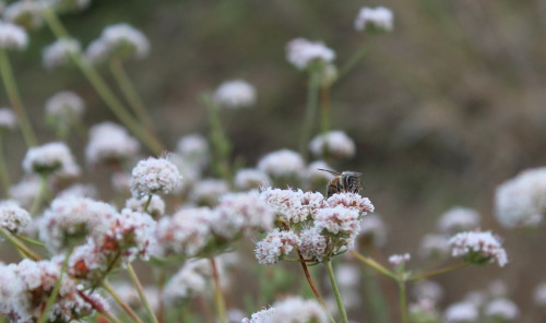 bladdar:Maybe it was bees that stung me …