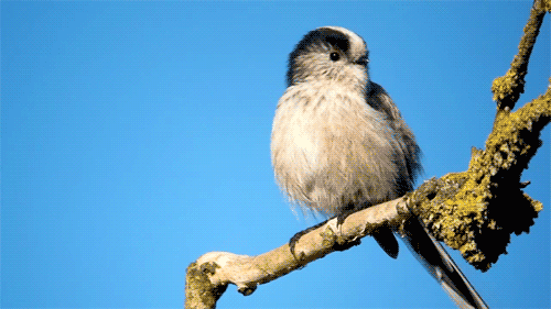 rurinacci:Long-Tailed Tit.