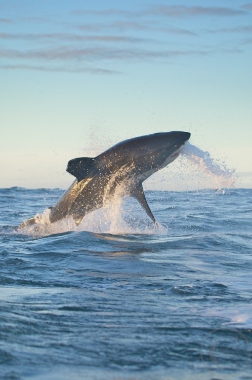 eqiunox:
“ Shark Breach by Josh Anon on Fivehundredpx
”