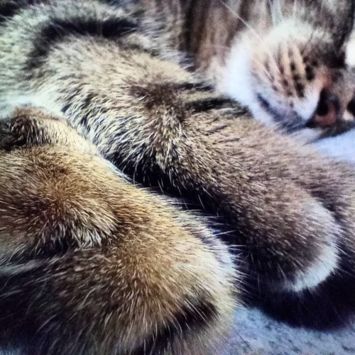 Lovely Kitty Paws  #lovemycat #paws #bengalcat #bengal_cats #bengal_feature #bengalcatworld #cat  ht