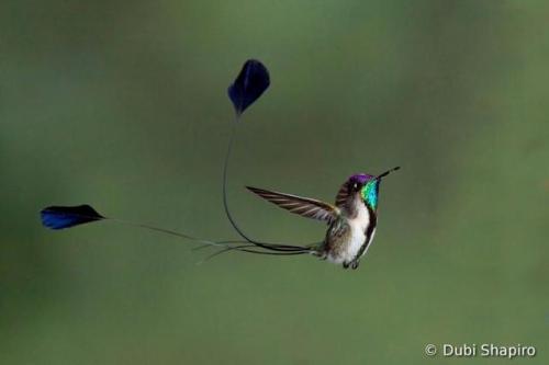 end0skeletal:The marvellous spatuletail (Loddigesia mirabilis) is a medium-sized hummingbird endemic