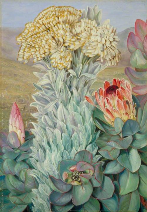 art-and-fury: Giant Everlasting and Protea on the Hills near Port Elizabeth -  Marian