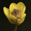 king-of-the-mouseboys