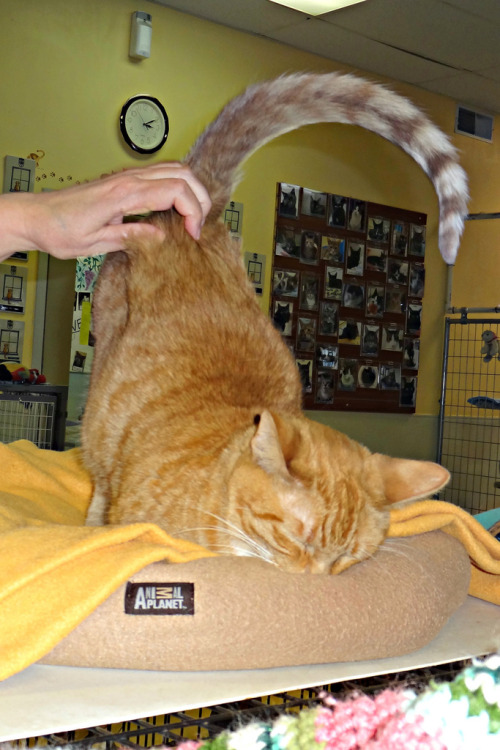 Cabbage butt scratch  (by Save-A-Pet Adoption Center)(Cabbage is available for adoption - Grayslake,