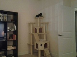 The mothership of all cat castles   &ldquo;Get down from there, cat. You&rsquo;re not a bird. You don&rsquo;t make nests.&rdquo;