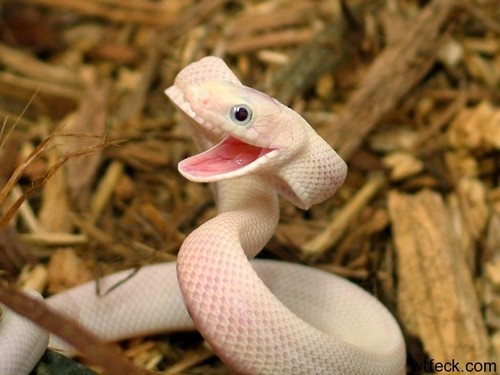 iguanamouth:  bakuryuuha:  THE FACT THAT THERE’S PEOPLE WHO ARE AFRAID OF SNAKES