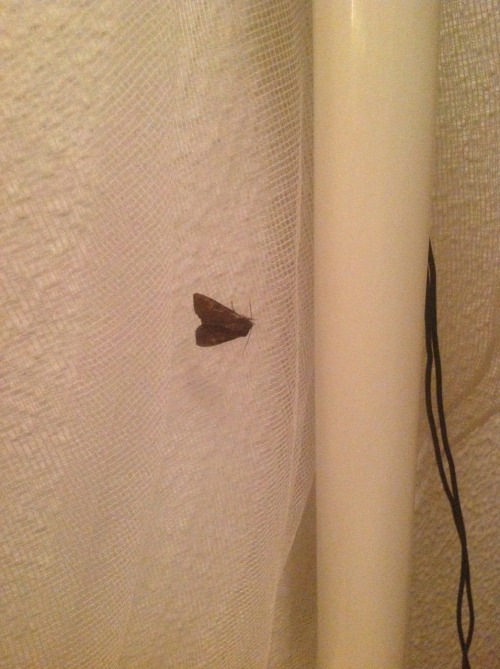 cutestpunk:a lil moth/butterfly that got lost inside my room!!