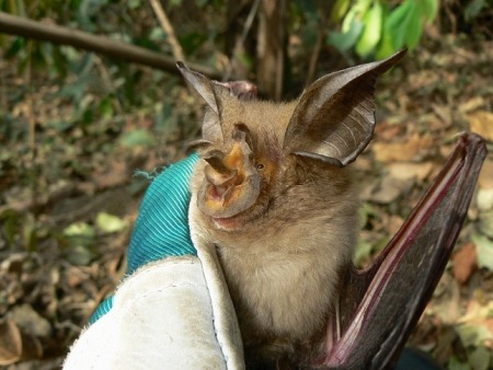 Your Daily Batty Dose
