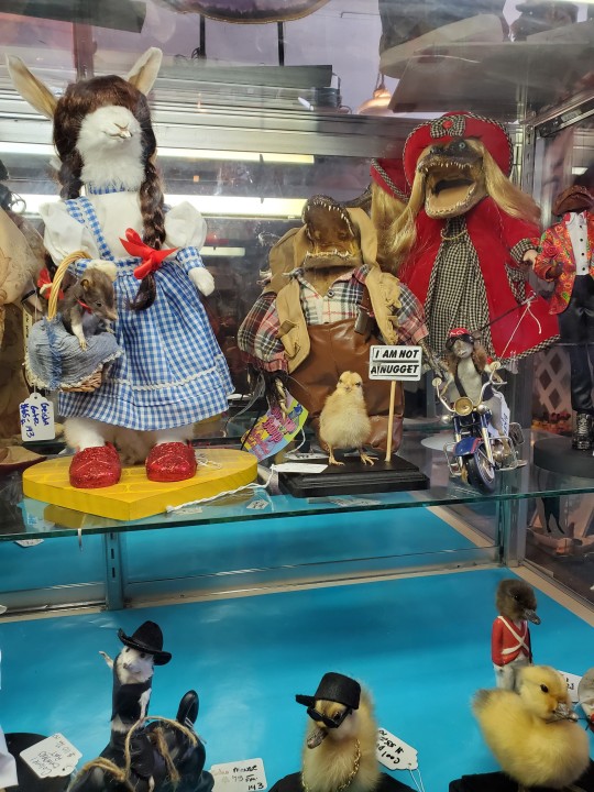 shiftythrifting:One of the thrift shops at Five Points in Jacksonville Florida has a taxidermist vendor who is constantly providing new merchandise. Nothing screams Florida like a gas station alligator head decorated with Mickey Mouse clothing. No animals