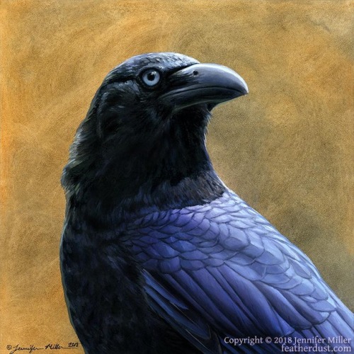 &ldquo;Banggai Crow&rdquo;, 8&quot;x8&quot; oil on panel.For Artists for Conservatio