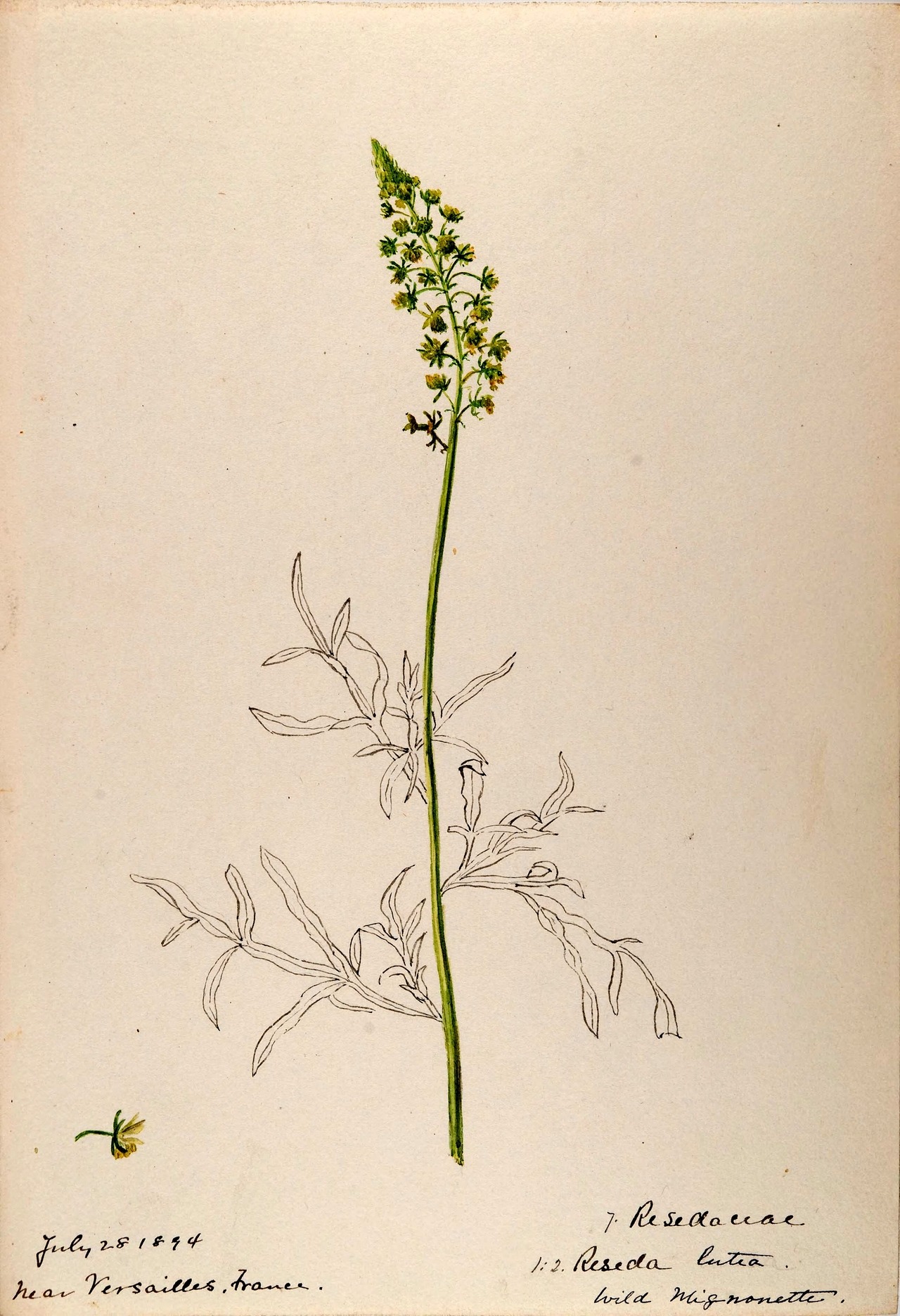 wapiti3:  Water-color sketches of plants of North America and EuropeBy Sharp, Helen.