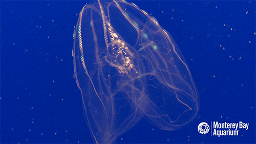 The lovely lobed comb jelly has a translucent body covered with eight rows of cilia that look like rainbows when exposed to light. As the jelly glides through the water, it collects zooplankton in its mucous-covered lobes. Can you spot the pink spots...