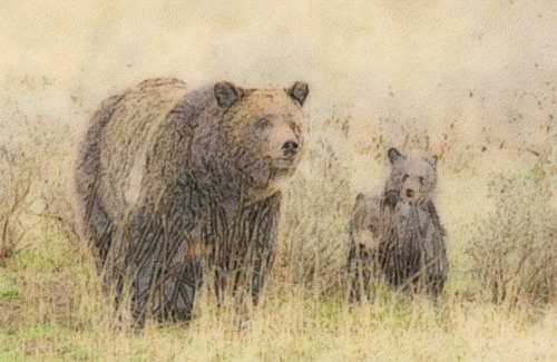 My Grizzly Bear Story I can still hear my Grandfather&rsquo;s words carried by the wind through 