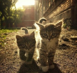 awwww-cute:  Two little kitties (Source: