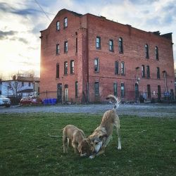 &ldquo;Urban dogs in the city at sunset&rdquo;&hellip;. I have been SO lucky to rent an apartment in the Southwedge with a completely fenced in Abandoned Lot nextdoor. The only entrance is my backyard&hellip; All my fosters have loved it&hellip; Sadly,