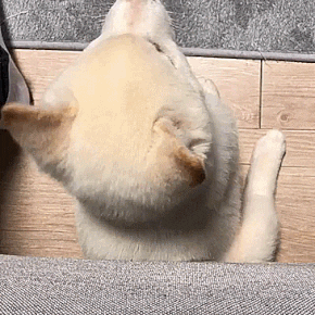 doggosource: PET HIM!!! Ahhhhh &lt;D