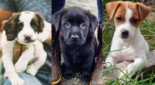 Des idées de noms de chien en L pour 2015 jefouinetufouines.fr/2015/02/18/nom-de-