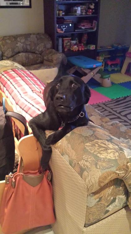 awwww-cute:  Caught him trying to pickpocket my moms purse