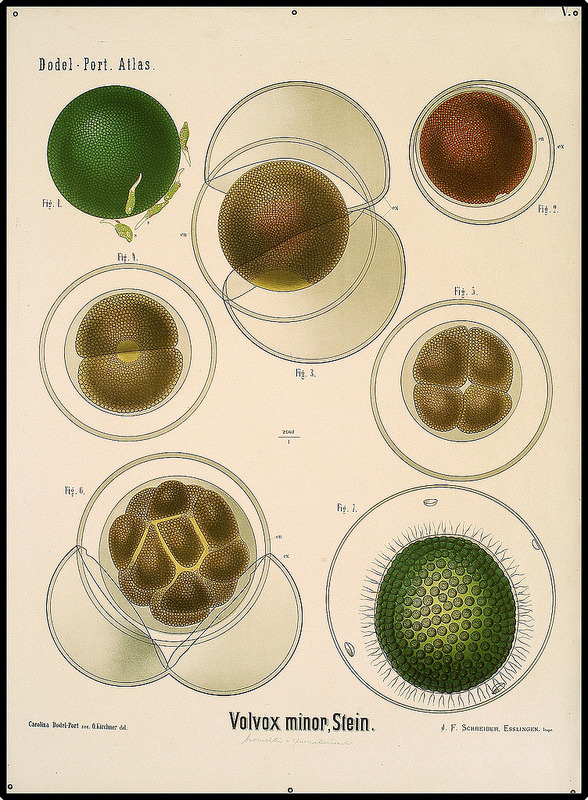 Arnold &amp; Carolina Dodel-Port.Â The Dodel-Port Atlas (Volvox minor illustration).