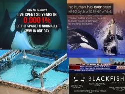 mulantis9999:  http://www.reunitingall.com/to-so-called-leaders-of-this-world-a-delicious-taste-of-your-own-medicine/  I don&rsquo;t think Iv ever felt so strongly against anything like I do killer whales being in captivity.