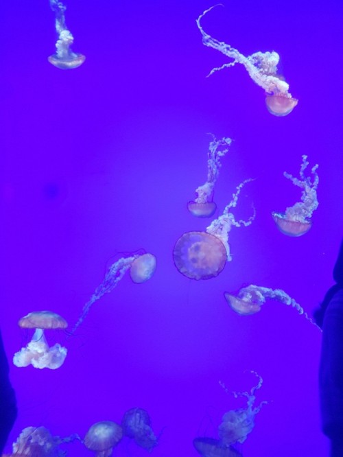 Jellyfish at the aquarium