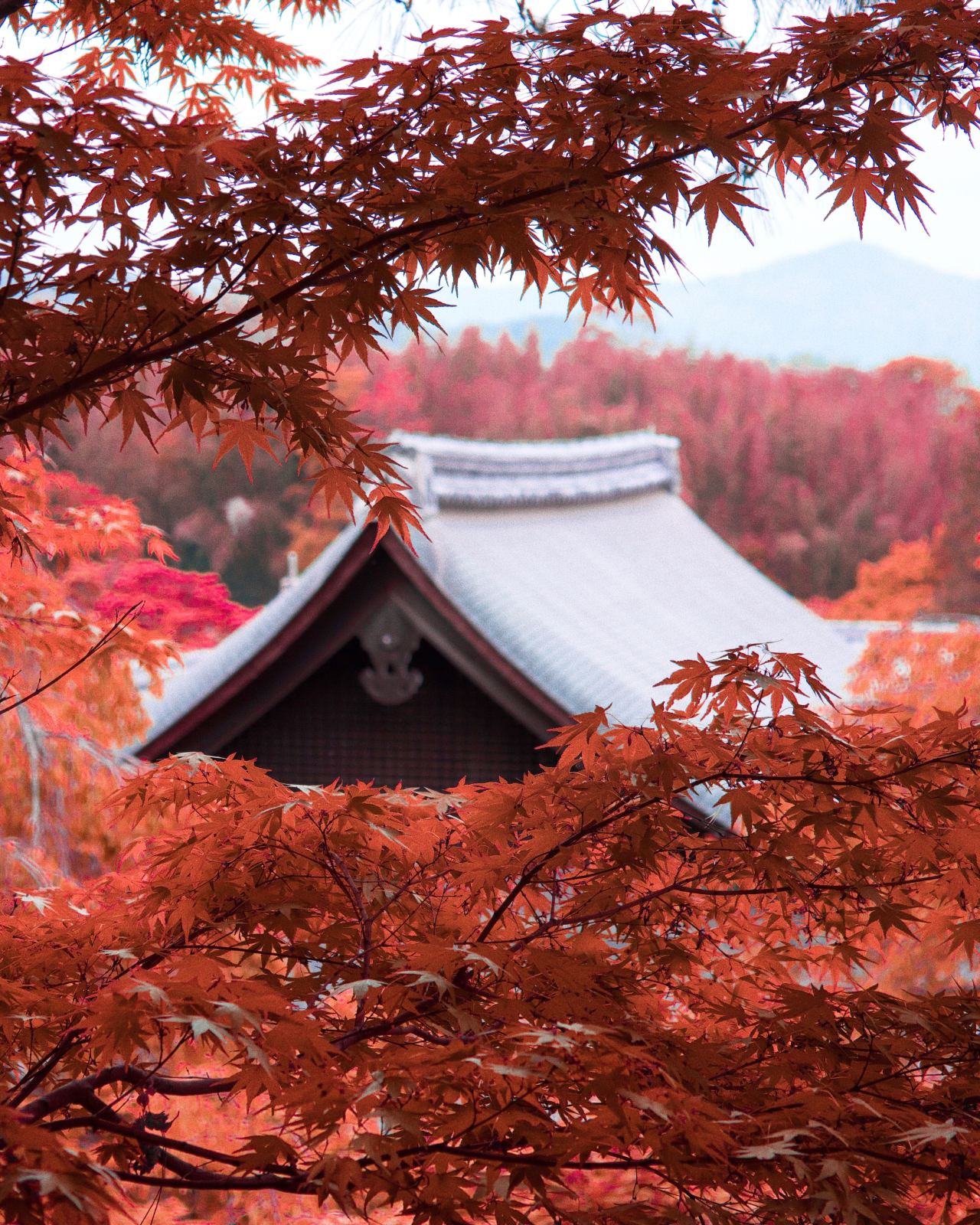 Picture Japan Fall Foliage Maple Season Is In We Are Japan