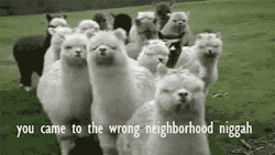 sofunnygifs:  You should go baaaaaaaaaaaaaaaaaaaaack to your own hood! More Hilarious Gifs