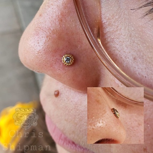 Fresh nostril piercing with an 18k yellow gold Purity end from @anatometalinc. Im piercing @shamanmo