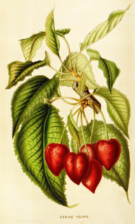 Cerise Toupie, Cherry, 1852-53. From Flore des serres et des jardins de l'Europe. Biodiversity Herit