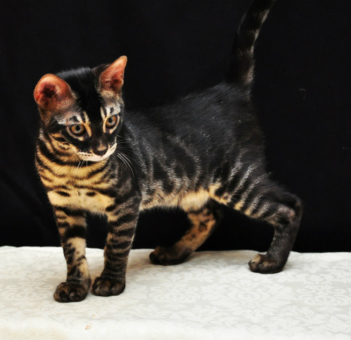 fyeahbengalcats:Charcoal Bengal