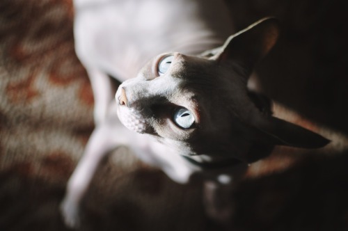 sphynx cat