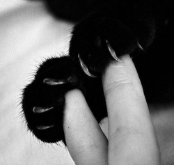 paolettazza:  черно-белое, кошка,