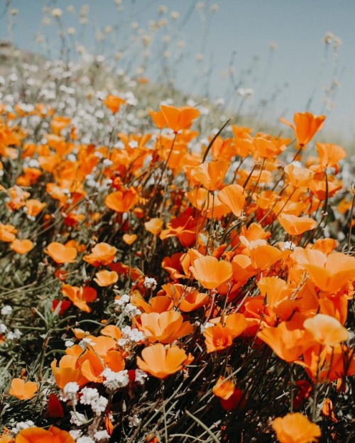 floralls: Walker Canyon Poppy Fields by Myranda Callahan