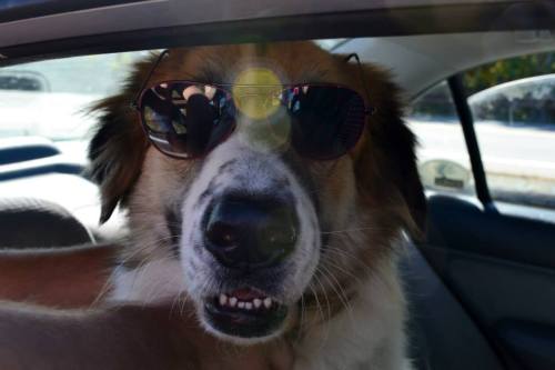handsomedogs:  This is my handsome boy Arthur a Great Pyrenees mix, Adopted in Austin TX, he was on the kill list they found him injured and emaciated, vicious, and afraid, now he is the most gentle, well behaved dog in history.  Big shout out to Austin