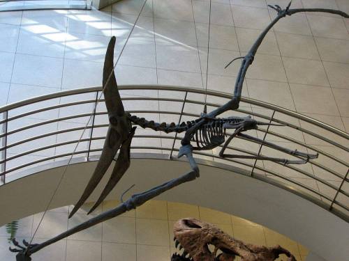 The Mesozoic Park: PteranodonCommon name: Pteranodon (ter-AN-oh-DON)Size: Wingspan: 7.8-10m (25-33ft