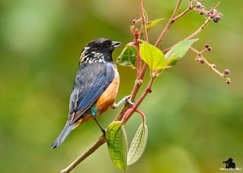 Spangle-cheeked Tanager  #nature_worldwide_birds #bird_captures #your_best_birds #global4nature #spa