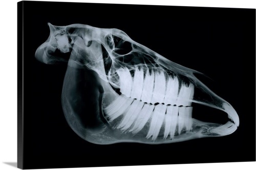 beardless-bearded-vulture:erlkingssarchive:erlkingssarchive:just saw an x-ray of a horse skull.  can’t say i’m too happy with it what the FUCK is thisFun fact: horses’ teeth take up more space in their skulls than their brains!
