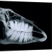 beardless-bearded-vulture:erlkingssarchive:erlkingssarchive:just saw an x-ray of a horse skull.  can’t say i’m too happy with it what the FUCK is thisFun fact: horses’ teeth take up more space in their skulls than their brains!