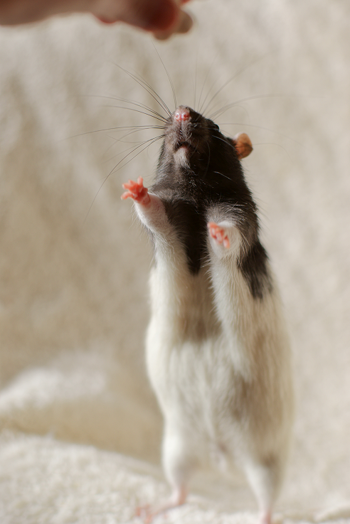 archerandfriends:GIMME