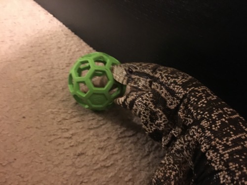 kaijutegu:I got Juju a puzzle ball for Christmas. Tonight I put a reptilink in it!