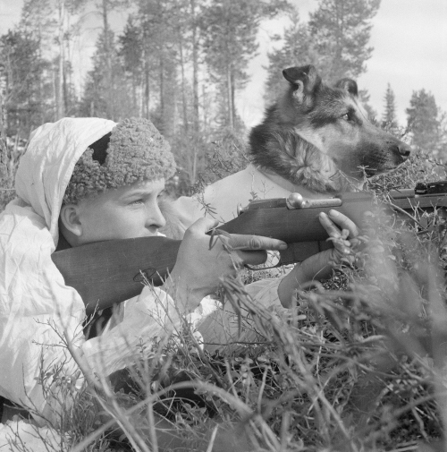 1bohemian: Finnish soldier and dog in position near Kiestinki, 25 April, 1942. Photographer: Er